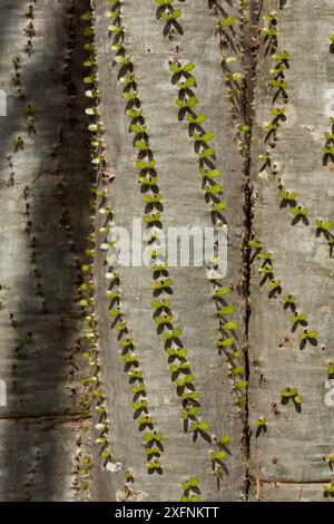 Poulpe (Didiera madagascariensis), forêt épineuse, Berenty, Madagascar Banque D'Images