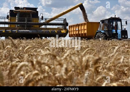 Une moissonneuse-batteuse décharge des grains de blé fraîchement récoltés dans une remorque de tracteur en attente dans une ferme près de Zaporizhzhia. Cette année (2024), la récolte brute de céréales en Ukraine sera d'environ 60 millions de tonnes. En raison de la guerre, les agriculteurs avaient moins de ressources matérielles, de sorte que la récolte ne sera pas beaucoup augmentée. Cela (60 millions de tonnes) ne suffira pas à accroître les exportations. Cet avis a été exprimé par le président de la Confédération agraire ukrainienne, Leonid Kozachenko. Banque D'Images