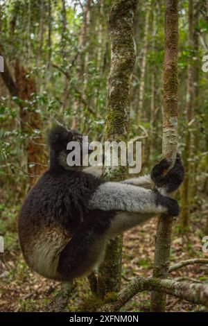 Lémurien indri (indri indri) Parc national Andasibe-Mantadia, région d'ilaotra-Mangoro, est de Madagascar. Espèces en danger critique d'extinction. Banque D'Images