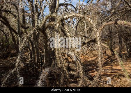 Poulpes (Didieria trolli) dans la forêt épineuse, Berenty, Madagascar Banque D'Images