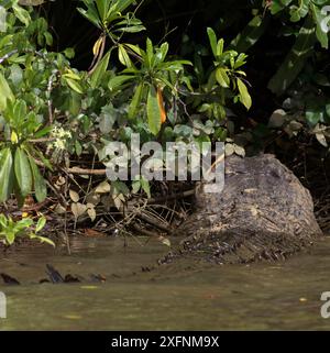 Gros plan d'un crocodile géant glissant dans l'eau et la boue de la rivière, et éclaboussant ; crocodile d'eau salée (Crocodylus porosus) de la rivière Nilwala Sri Lanka Banque D'Images