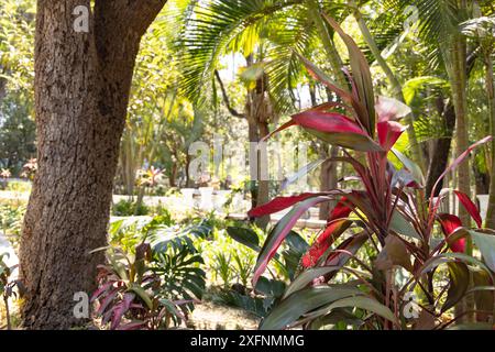 Jardin de Borda, Cuernavaca, Morelos, Mexique ; jardin du XVIIIe siècle maintenant utilisé pour le tourisme et les événements, Cuernavaca, Mexique Banque D'Images