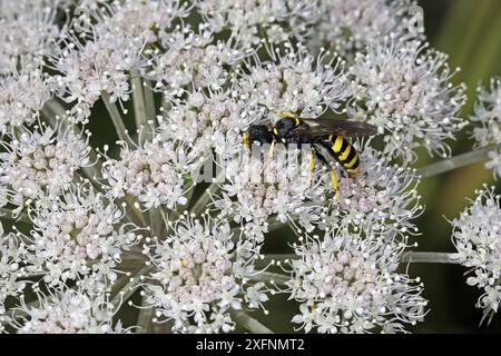 Guêpe de fouille à grosse tête (Ectemnius cephalotes) sur fleur d'ombellifère à la lisière de la forêt, Cheshire, Royaume-Uni, août. Banque D'Images