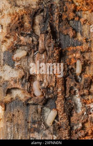 Larves de dendroctonus ponderosae (Dendroctonus ponderosae) dans des tunnels horizontaux qui finiront par tuer l'arbre. À Lodgepole Pine, Grand Teton National Park, Wyoming, États-Unis, août. L'épidémie actuelle de dendroctone du pin de montagne a été particulièrement agressive. Cela est dû au changement climatique, à la plantation d'arbres en monoculture et à la suppression des incendies. Banque D'Images