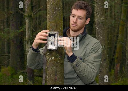 Dave Bavin installant une caméra de randonnée dans une dense plantation de conifères pour photographier une martre de pin à collier radio (Martes martes) réintroduite au pays de Galles par le Vincent Wildlife Trust après l'avoir localisée par radio-tracking, Cambrian Mountains, pays de Galles, Royaume-Uni, décembre 2015, autorisation du modèle. Banque D'Images