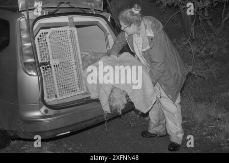 Dr Jenny Macpherson plaçant un piège vivant contenant une martre de pin (Martes martes) capturée la nuit dans une forêt écossaise dans un fourgon de transport d'animaux, pour un projet de réintroduction au pays de Galles géré par le Vincent Wildlife Trust, région des Highlands, Écosse, septembre 2016. Autorisation du modèle. Filmé à l'aide d'une lumière infrarouge pour minimiser les perturbations. Banque D'Images