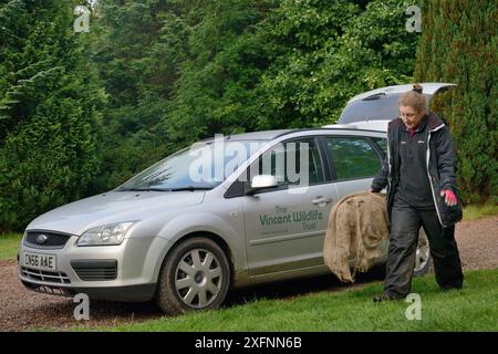 Dr Jenny Macpherson transportant un piège vivant contenant une martre de pin (Martes martes) capturée dans les bois écossais à une clinique vétérinaire mobile dans une caravane pour un radiocollar à installer, pour un projet de réintroduction au pays de Galles géré par le Vincent Wildlife Trust, région des Highlands, Écosse, septembre 2016. Autorisation du modèle. Banque D'Images