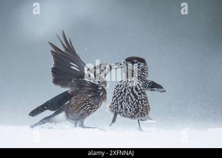 Casse-noix tacheté (Nucifraga caryocatactes) deux combats dans la neige, montagne Vitosha, Sofia, Bulgarie Banque D'Images