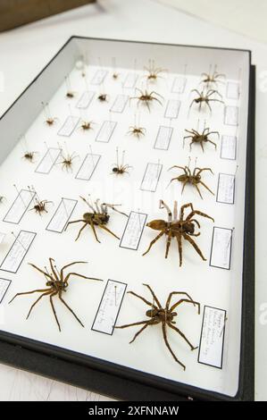 Deserta Grande araignée loup (Hogna ingens) et autres spécimens d'araignées dans une vitrine, Musée d'histoire naturelle de Funchal, Madère, Portugal. Banque D'Images