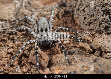 Araignée loup mâle Deserta Grande (Hogna ingens), Deserta Grande, Madère, Portugal. En danger critique d'extinction. Banque D'Images