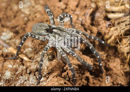 Sous-adulte Deserta Grande araignée loup (Hogna ingens) mangeant un cricket, Deserta Grande, Madère, Portugal. En danger critique d'extinction. Banque D'Images