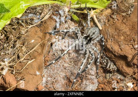 Araignée loup mâle Deserta Grande (Hogna ingens) dans un repaire avec vieux matériaux de mue, Deserta Grande, Madère, Portugal. En danger critique d'extinction. Banque D'Images