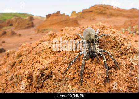 Deserta Grande wolf spider (Hogna ingens), Deserta Grande, Madère, Portugal. Critique d'extinction. Banque D'Images