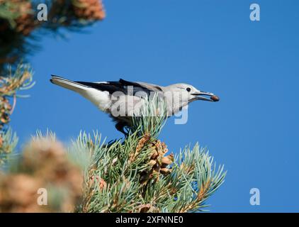 Casse-noisettes de Clarks (Nucifraga columbiana), cueillette de graines de pin Pinyon, automne, Mono Lake Basin, Californie, États-Unis Banque D'Images