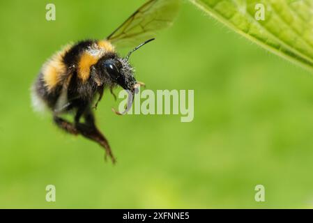 Bourdon de jardin (Bombus hortorum), en vol, Monmouthshire, pays de Galles, Royaume-Uni, mai. Banque D'Images