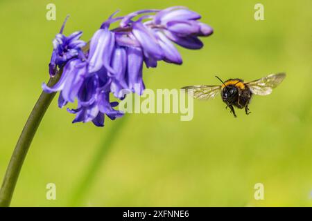 Bourdon du jardin (Bombus hortorum) visitant Bluebell (Hyacinthoides non-scripta) Monmouthshire, pays de Galles, Royaume-Uni, avril. Banque D'Images