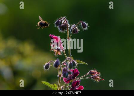 Bourdon précoce (Bombus pratorum) volant pour se nourrir de fleurs de géranium Hardy, Monmouthshire, pays de Galles, Royaume-Uni. Mai. Banque D'Images