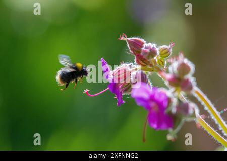 Bourdon précoce (Bombus pratorum) volant pour se nourrir de fleurs de géranium (Geranium sp.), Monmouthshire, pays de Galles, Royaume-Uni, mai. Banque D'Images