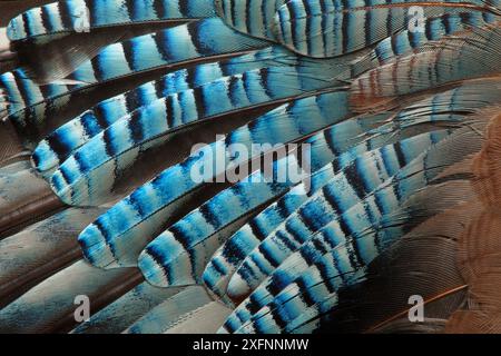 Gros plan d'une aile de Jay (Garrulus glandarius), montrant des plumes bleues cachées. Banque D'Images