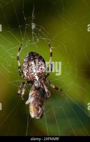 Araignée de jardin (Araneus diadematus) mangeant une guêpe commune (Vepsa vulgaris) attrapée dans sa toile, Bristol, Angleterre, Royaume-Uni, septembre. Banque D'Images