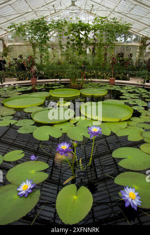 Étang de nénuphars contenant des nénuphars de Santa Cruz (Victoria cruziana) et des nénuphars 'Kew's Stowaway Blue' (Nymphaea) dans la serre, Kew Gardens, Londres, Angleterre, Royaume-Uni. Banque D'Images