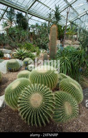 Cactus en tonneau doré (Echinocactus grusonii) dans la serre, Kew Gardens, Londres, Angleterre, Royaume-Uni. Banque D'Images