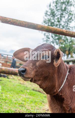 Photographie verticale d'un veau Brahman rouge en gros plan par une journée ensoleillée Banque D'Images