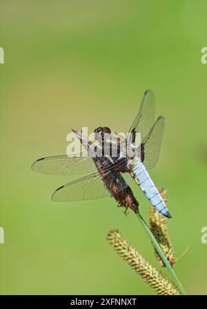 Chasseur à corps large (Libellula depressa) mâle. Surrey, Royaume-Uni Banque D'Images