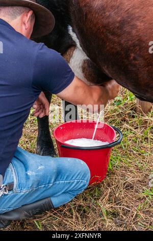 Mogotes, Santander, Colombie, 28 juin 2024, gros plan d'un agriculteur qui traite une vache à la main dans un concours traditionnel de vaches laitières pour célébrer le Banque D'Images