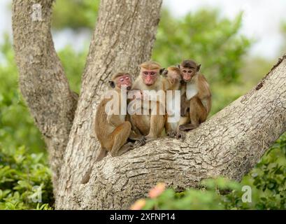 Toque macaque (Macaca sinica) famille reposant dans un arbre, parc national de Yala. Sri Lanka. Banque D'Images