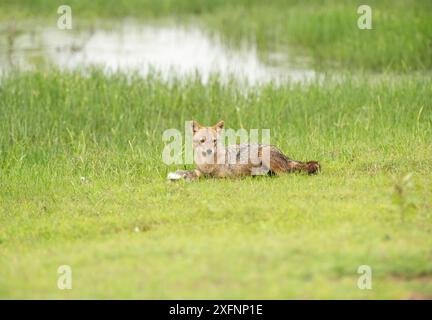 Chacal doré (Canis aureus) avec lièvre à nappes noires (Lepus nigricollis) Kill, parc national de Yala, Sri Lanka. Banque D'Images