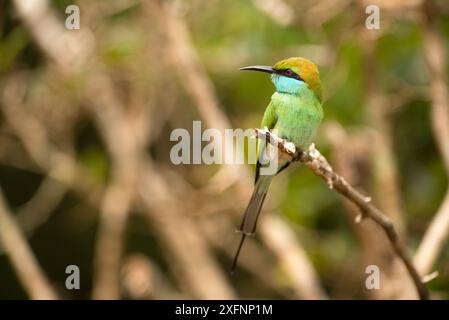 Petit mangeur d'abeilles vertes (Merops orientalis), parc national de Yala, Sri Lanka. Banque D'Images