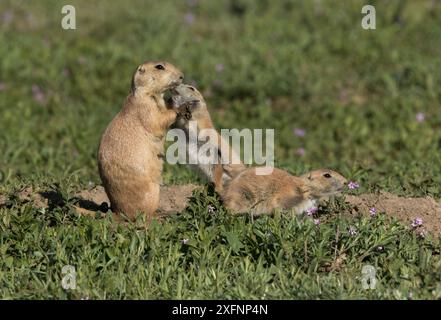 Chien de prairie à queue noire (Cynomys ludovicianus) jeune manifestant de l'affection pour l'adulte, Colorado, États-Unis, mai. Banque D'Images