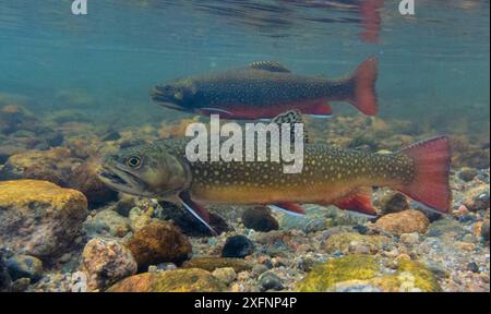 La truite de fontaine (Salvelinus fontinalis) couple femelle au premier plan et mâle au fond, Rocky Mountain National Park, Colorado, États-Unis, septembre. Banque D'Images