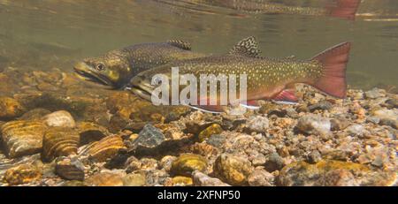 La truite de fontaine (Salvelinus fontinalis) se couple dans un ruisseau de haute montagne dans le Colorado, aux États-Unis. Banque D'Images