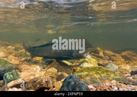 Mâle ombragé arctique (Thymallus arcticus) béant qui est un signe d'agression, North Park, Colorado, États-Unis. Banque D'Images