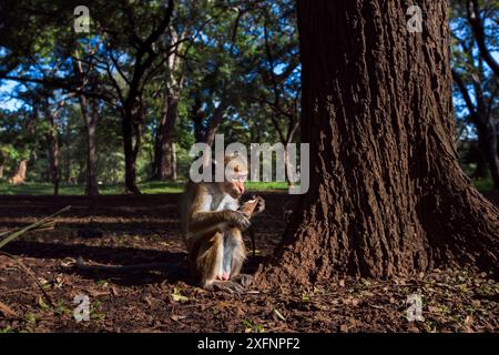 Toque macaques (Macaca sinica sinica) buvant à la base de l'arbre, Polonnaruwa, Sri Lanka février. Banque D'Images