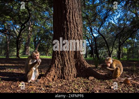 Toque macaques (Macaca sinica sinica) buvant au bas de l'arbre, Polonnaruwa, Sri Lanka février. Banque D'Images