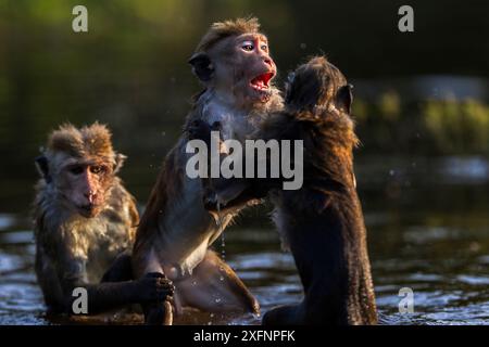 Toque macaque (Macaca sinica sinica) jouant dans l'eau . Polonnaruwa, Sri Lanka Février. Banque D'Images