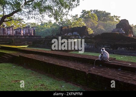 Langur gris touffeté (Semnopithecus priam thersites) femelle et nourrisson allaité assis sur des ruines antiques, Polonnaruwa, Sri Lanka février. Banque D'Images