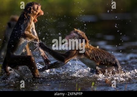 Toque macaque (Macaca sinica sinica) jouant dans l'eau . Polonnaruwa, Sri Lanka Février. Banque D'Images