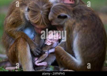 Toque macaque (Macaca sinica sinica) femelles assis dans un groupe avec un bébé. Polonnaruwa, Sri Lanka février. Banque D'Images