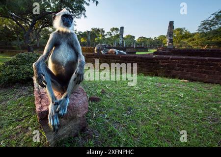 Mâle langur gris touffeté assis sur des ruines anciennes (thersites Semnopithecus priam). Polonnaruwa, Sri Lanka février. Banque D'Images