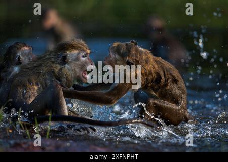 Toque macaque (Macaca sinica sinica) jouant dans l'eau . Polonnaruwa, Sri Lanka Février. Banque D'Images