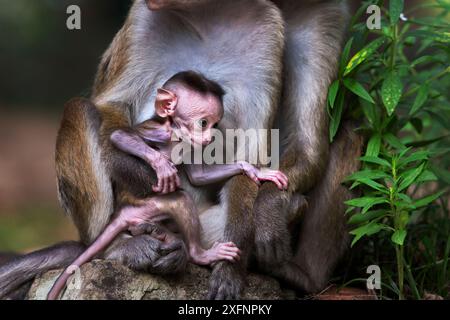Toque macaque (Macaca sinica sinica) bébé femelle de quelques jours avec sa mère. Polonnaruwa, Sri Lanka février. Banque D'Images