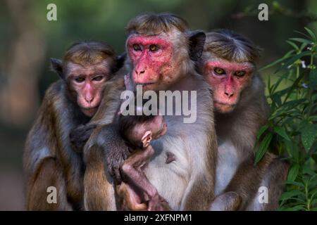 Toque macaque (Macaca sinica sinica) femelles assis dans un groupe avec un bébé. Polonnaruwa, Sri Lanka février. Banque D'Images