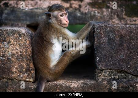 Toque macaque (Macaca sinica sinica) bébé assis dans un drain. Polonnaruwa, Sri Lanka février. Banque D'Images