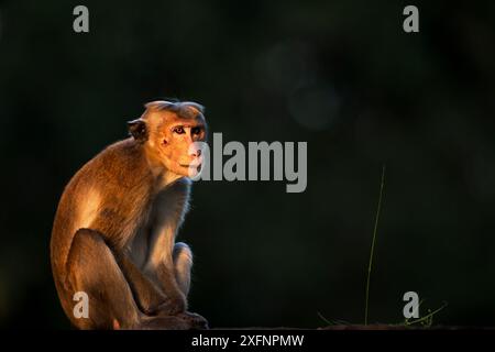 Toque macaque (Macaca sinica sinica) portrait masculin. Polonnaruwa, Sri Lanka février. Banque D'Images