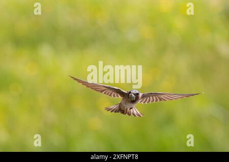 Hirondelle de falaise (Petrochelidon pyrrhonota) en vol transportant du matériel de nidification, nez Perce Creek, parc national de Yellowstone, Montana, États-Unis, juillet. Banque D'Images