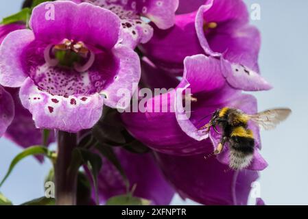 Bourdons de jardin (Bombus hortorum) visitant Foxglove (Digitalis purpurea) Monmouthshire, pays de Galles, Royaume-Uni, juin. Banque D'Images